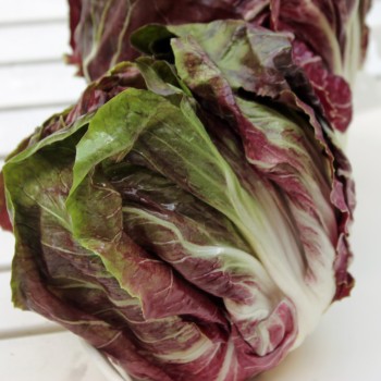 Radicchio Rossa di Verona (Samen)