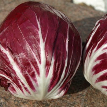 Radicchio Chiogga Red Preco No. 1 (Samen)