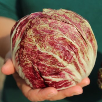 Radicchio Variegata di Chioggia (Samen)