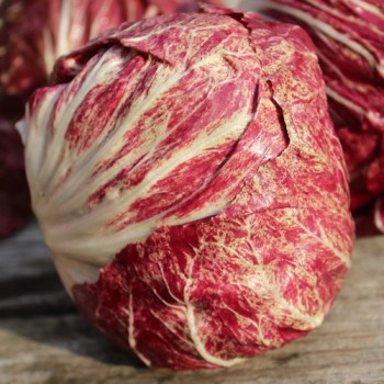 Radicchio Variegata di Chioggia (Samen)