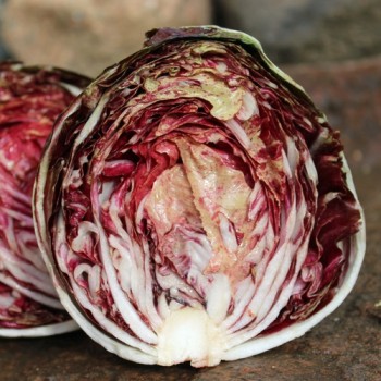 Radicchio Variegata di Chioggia (Samen)