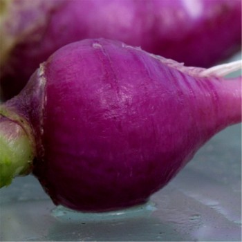 Radieschen Plum Purple (Samen)