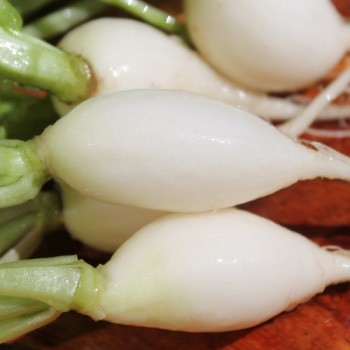 Radieschen White Breakfast (Samen)
