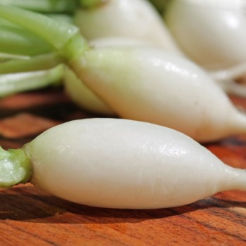 Radieschen White Breakfast (Samen)