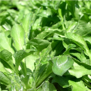 Rapunzelglockenblume