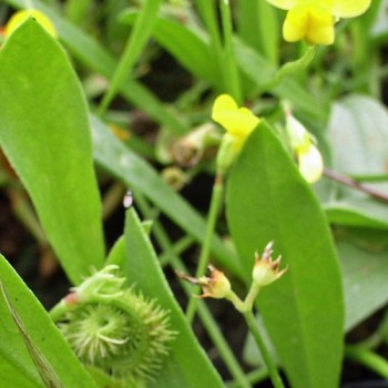 Raupenblume (Samen)