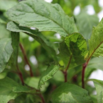 Oaxaca Red Epazote (Samen)