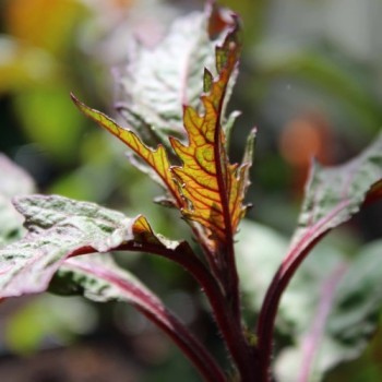 Oaxaca Red Epazote (Samen)
