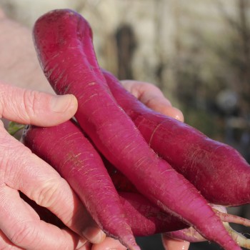 Rettich Rose de Chine (Samen)