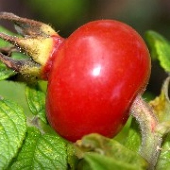Riesenhagebutte - Kartoffelrose (Pflanze)