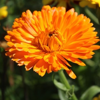 Ringelblume Candyman orange (Samen)