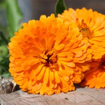 Ringelblume Candyman orange (Samen)