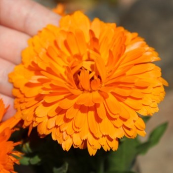Ringelblume Candyman orange (Samen)