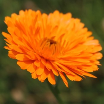 Ringelblume Candyman orange (Samen)