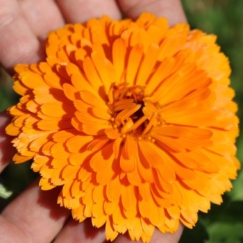 Ringelblume Candyman orange (Samen)