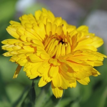 Ringelblume Lemon Beauty (Samen)
