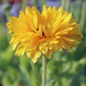 Ringelblume Lemon Beauty (Samen)