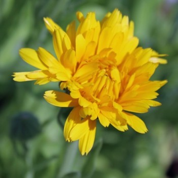 Ringelblume Lemon Beauty (Samen)