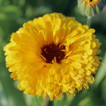 Ringelblume Lemon Beauty (Samen)