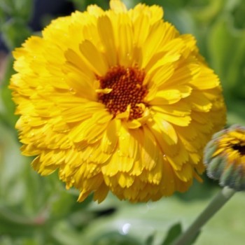 Ringelblume Lemon Beauty (Samen)