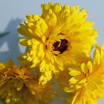 Ringelblume Lemon Beauty (Samen)