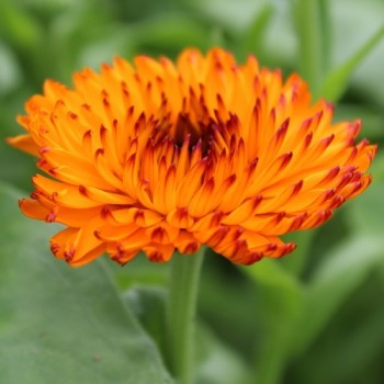 Ringelblume Neon (Samen)