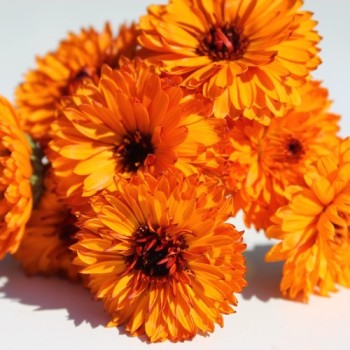 Ringelblume Neon (Samen)