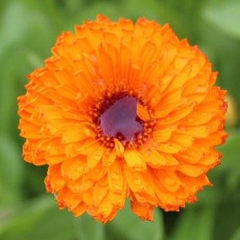 Ringelblume Neon (Samen)