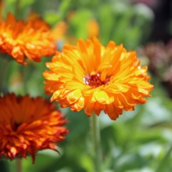 Ringelblume Neon (Samen)
