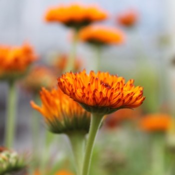 Ringelblume Neon (Samen)