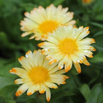 Ringelblume Oopsy Daisy (Samen)