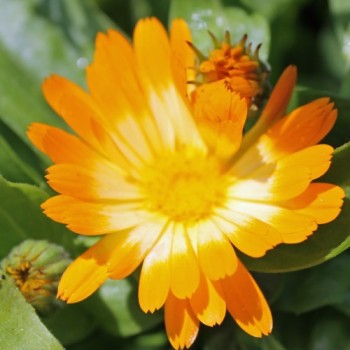 Ringelblume Oopsy Daisy (Samen)
