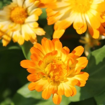 Ringelblume Oopsy Daisy (Samen)