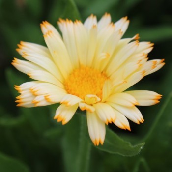 Ringelblume Oopsy Daisy (Samen)