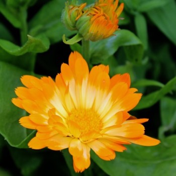Ringelblume Oopsy Daisy (Samen)