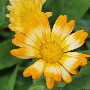 Ringelblume Oopsy Daisy (Samen)