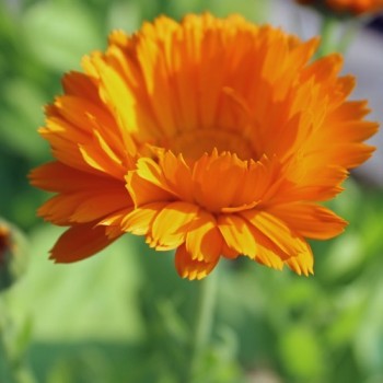 Ringelblume orange gefüllt (Samen)