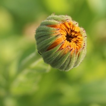 Ringelblume orange gefüllt (Samen)