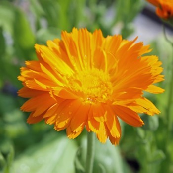 Ringelblume orange gefüllt (Samen)