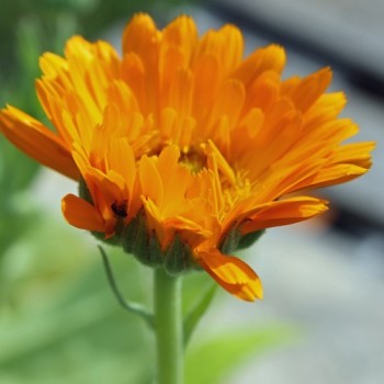 Ringelblume orange gefüllt (Samen)