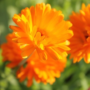 Ringelblume orange gefüllt (Samen)