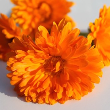 Ringelblume orange gefüllt (Samen)