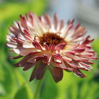 Ringelblume Touch of Red (Samen)
