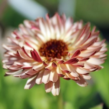Ringelblume Touch of Red (Samen)