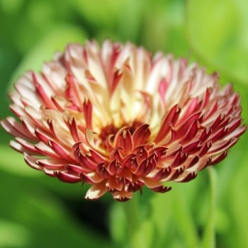 Ringelblume Touch of Red (Samen)