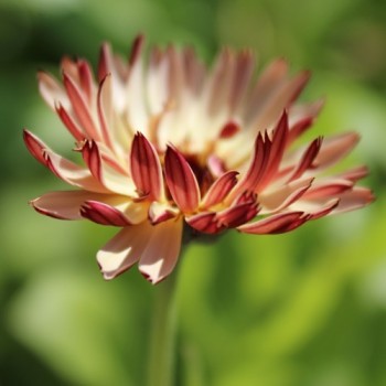 Ringelblume Touch of Red (Samen)