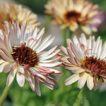 Ringelblume Touch of Red (Samen)