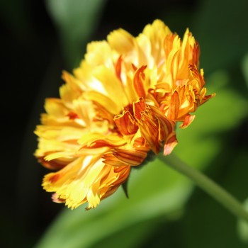 Ringelblume Touch of Red Yellow (Samen)