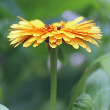 Ringelblume Touch of Red Yellow (Samen)