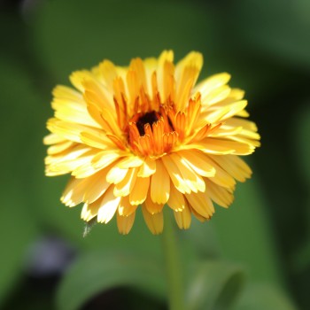 Ringelblume Touch of Red Yellow (Samen)
